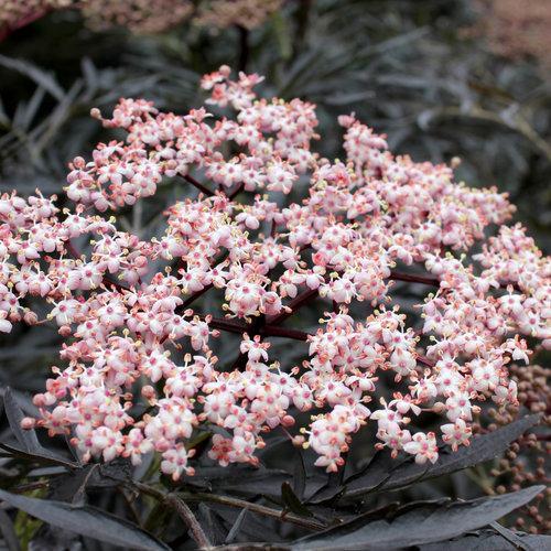 Sambucus nigra 'Eva' ~ Black Lace® Elderberry-ServeScape