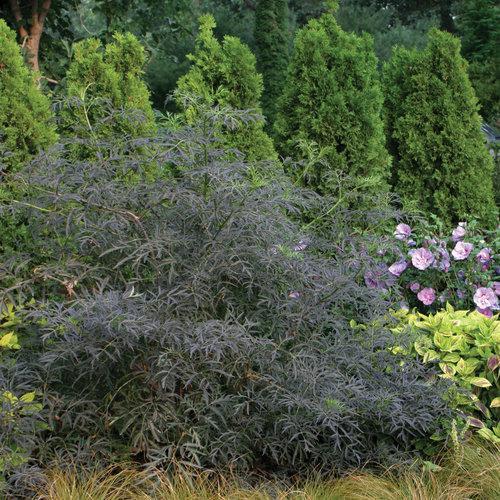 Sambucus nigra 'Eva' ~ Black Lace® Elderberry-ServeScape