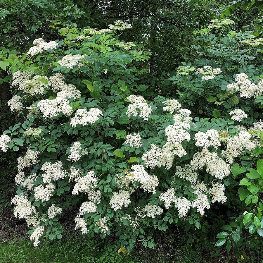 Sambucus nigra canadensis ~ Common Elderberry-ServeScape