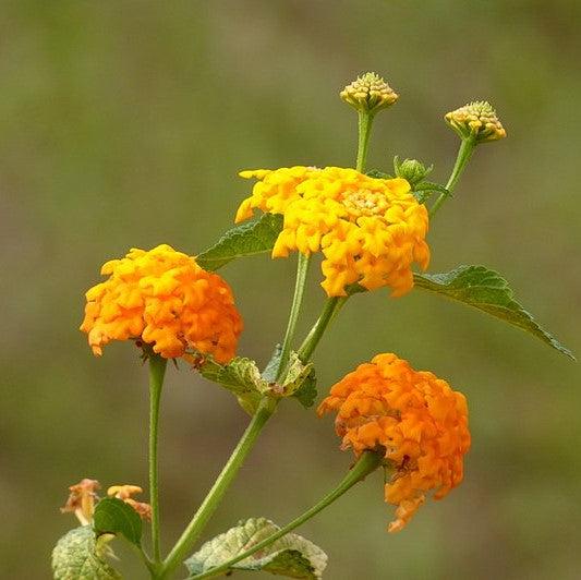 Lantana camara 'Premier Mix' ~ Premier Mix Lantana-ServeScape