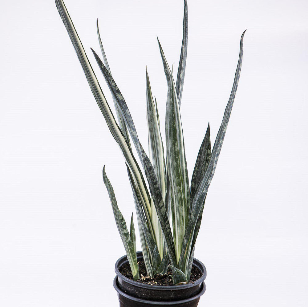 Sansevieria 'Sayuri' ~ Sayuri Snake Plant-ServeScape