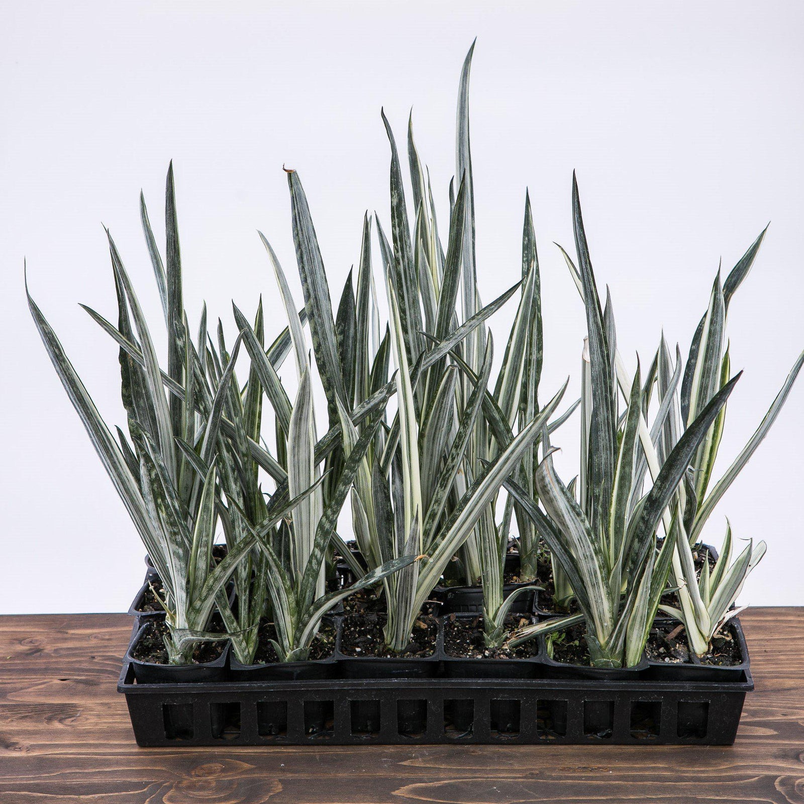 Sansevieria 'Sayuri' ~ Sayuri Snake Plant-ServeScape