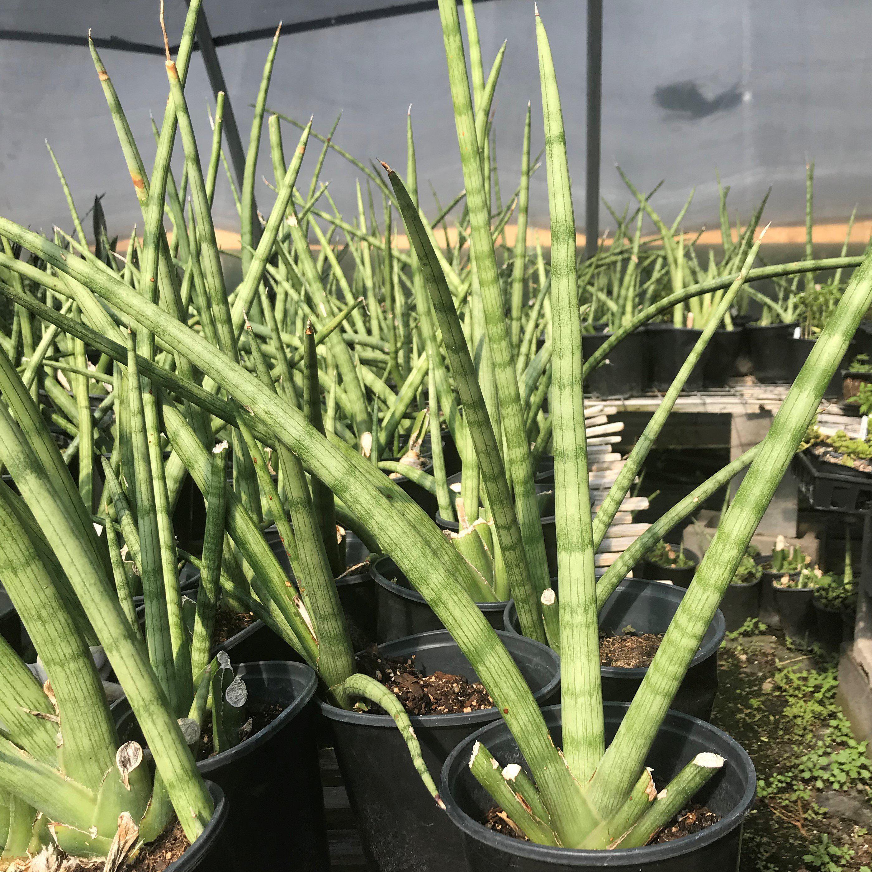 cylindrical snake plant wiki Cylindrical Snake Plant