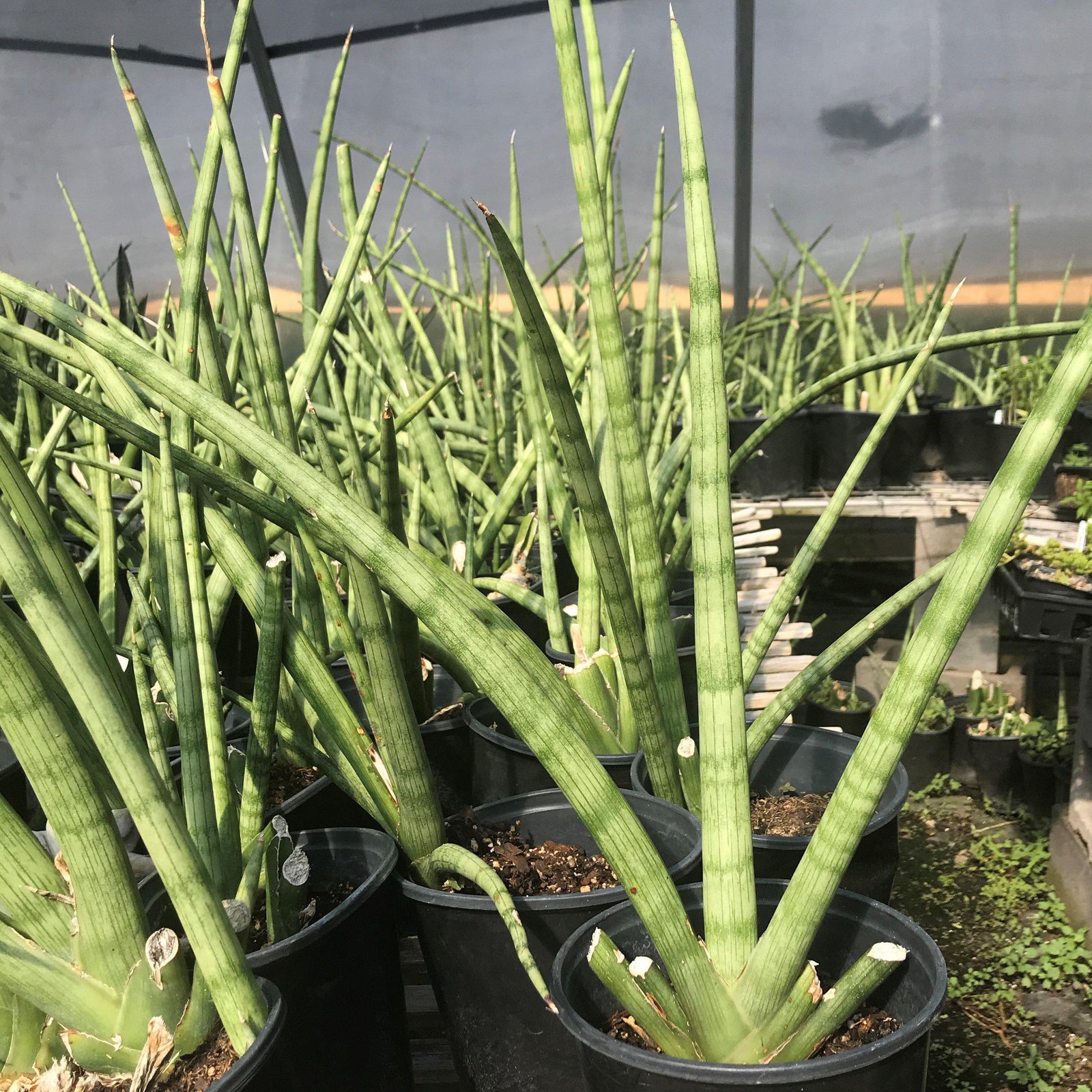Sansevieria cylindrica ~ Cylindrical Snake Plant - Delivered By ServeScape