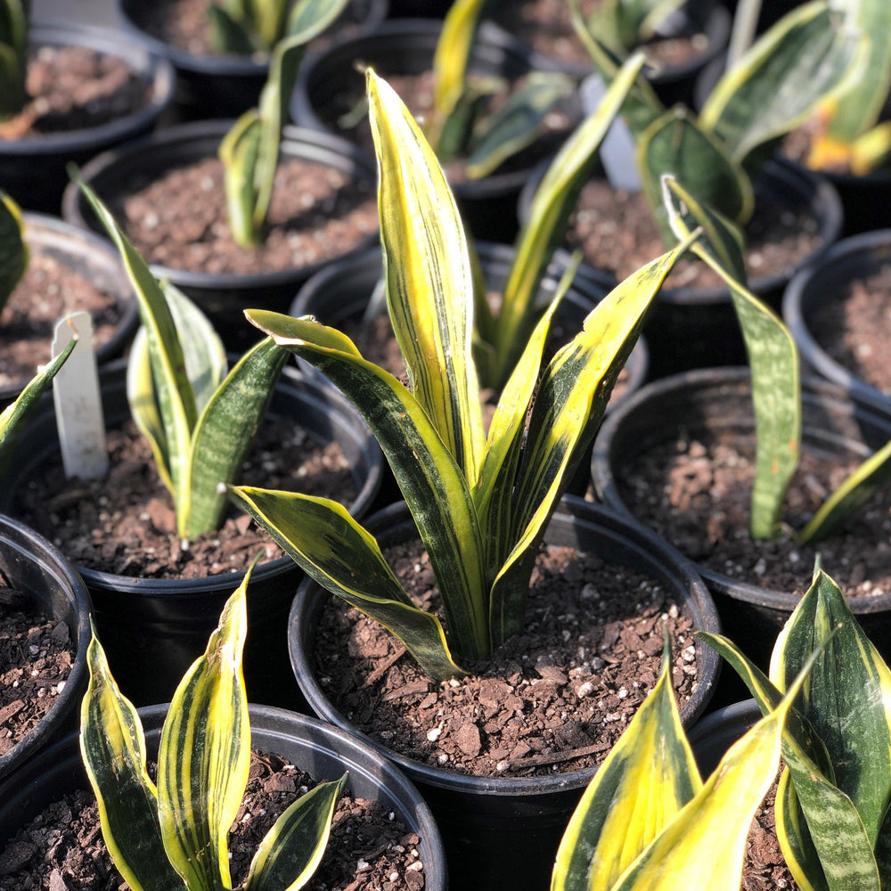 Sansevieria trifasciata 'Black Gold' ~ Black Gold Snake Plant-ServeScape