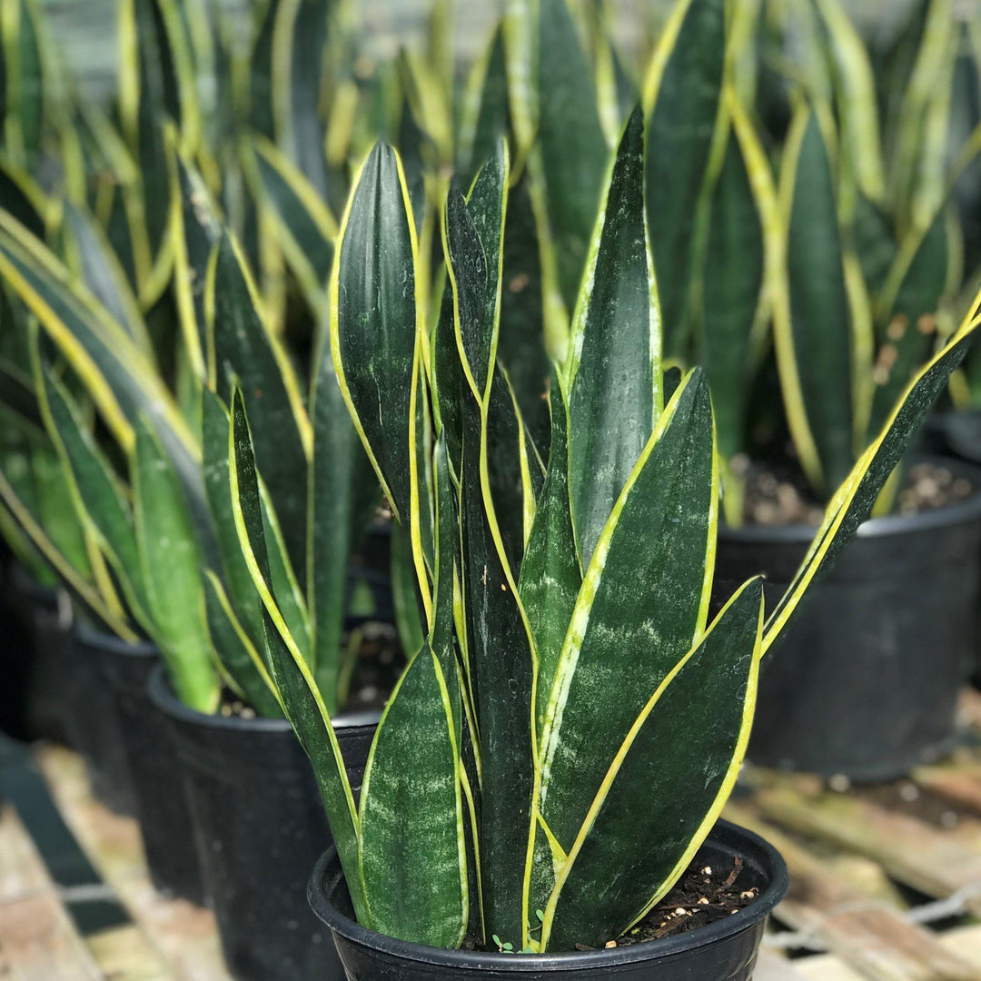 Sansevieria trifasciata 'Black Gold' ~ Black Gold Snake Plant - Delivered By ServeScape