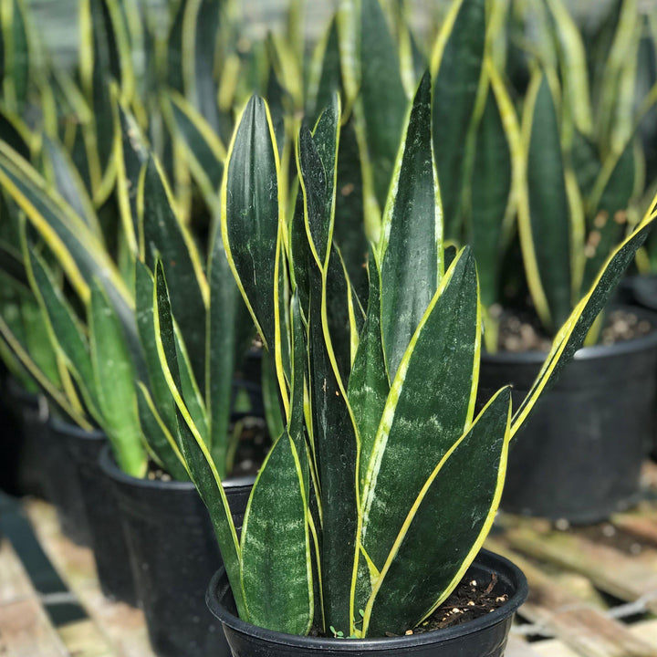 Sansevieria trifasciata 'Black Gold' ~ Black Gold Snake Plant - Delivered By ServeScape