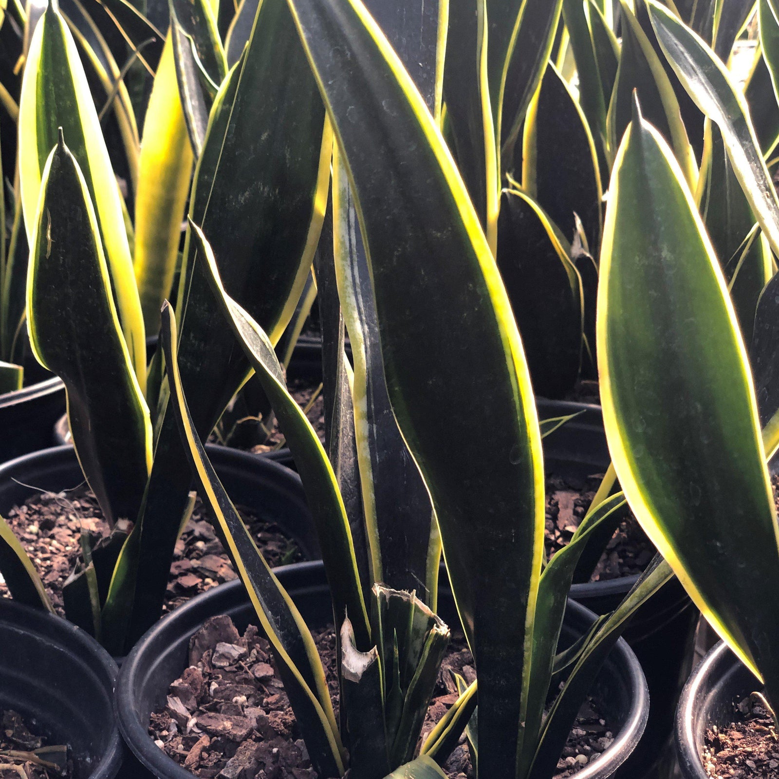 Sansevieria trifasciata 'Black Gold' ~ Black Gold Snake Plant-ServeScape