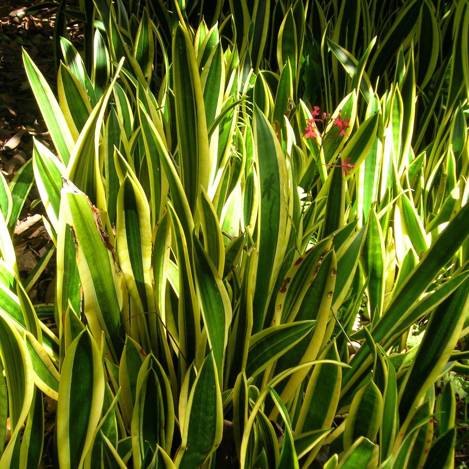 Sansevieria trifasciata 'Fire' ~ Fire Snake Plant - Delivered By ServeScape