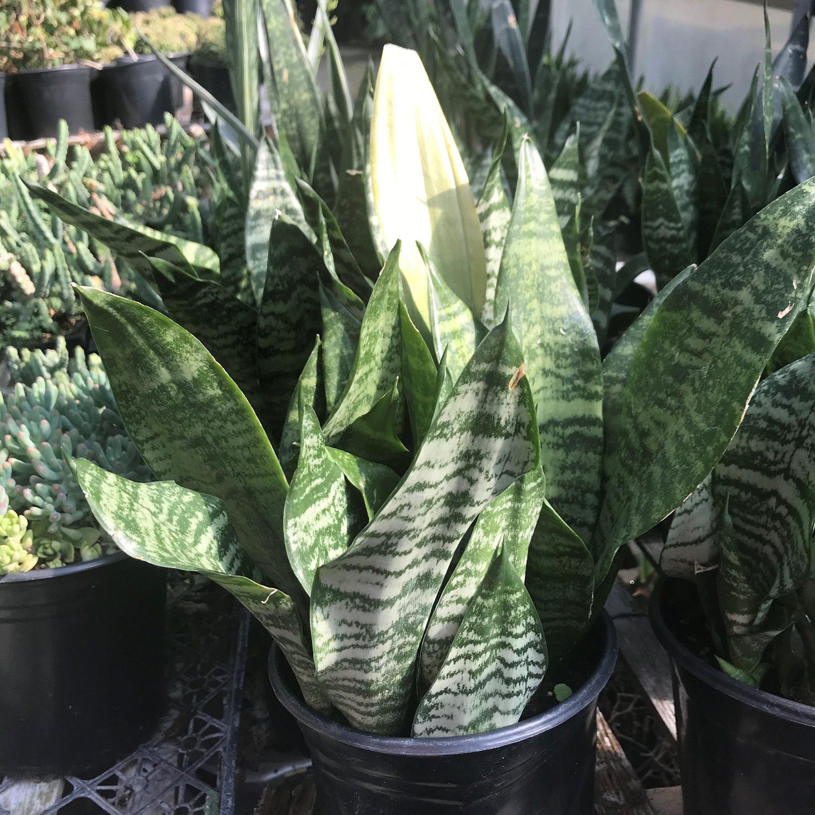Sansevieria trifasciata 'Futura Robusta' ~ Futura Robusta Snake Plant - Delivered By ServeScape