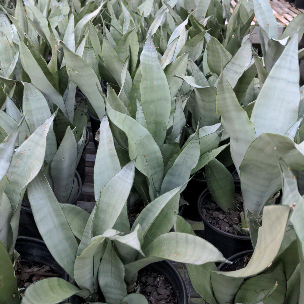 Sansevieria trifasciata 'Moonshine' ~ Moonshine Snake Plant-ServeScape