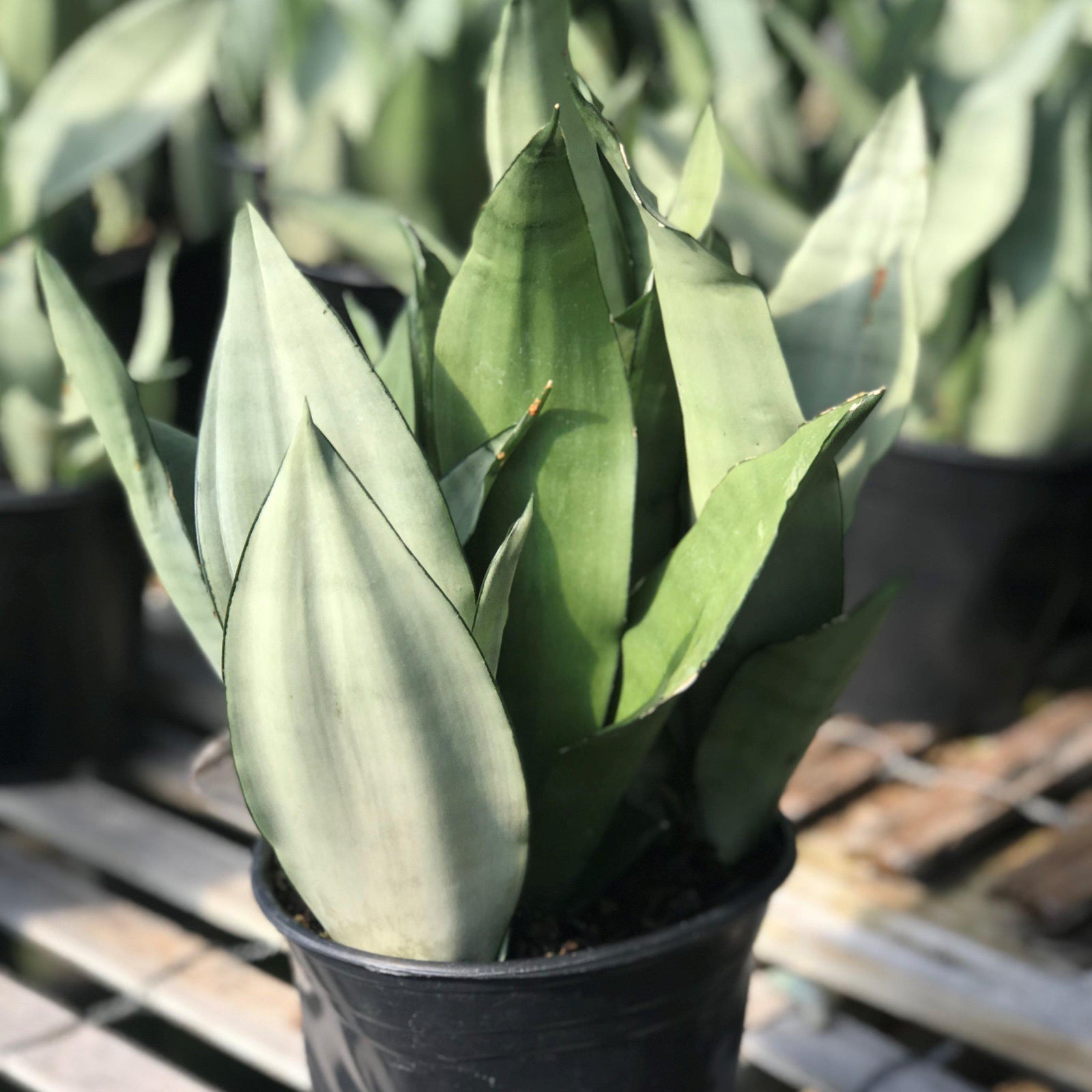 Sansevieria trifasciata 'Moonshine' ~ Moonshine Snake Plant - Delivered By ServeScape