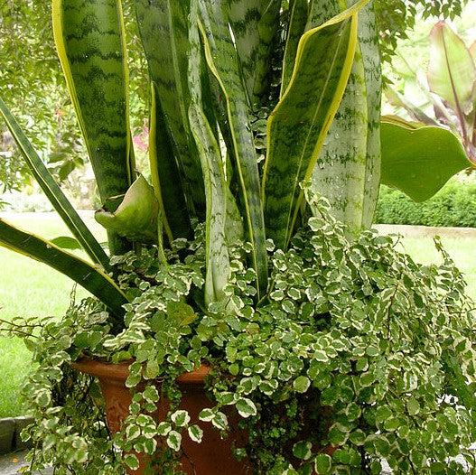 Ficus pumila ‘Variegata‘ ~ Variegated Creeping Fig-ServeScape