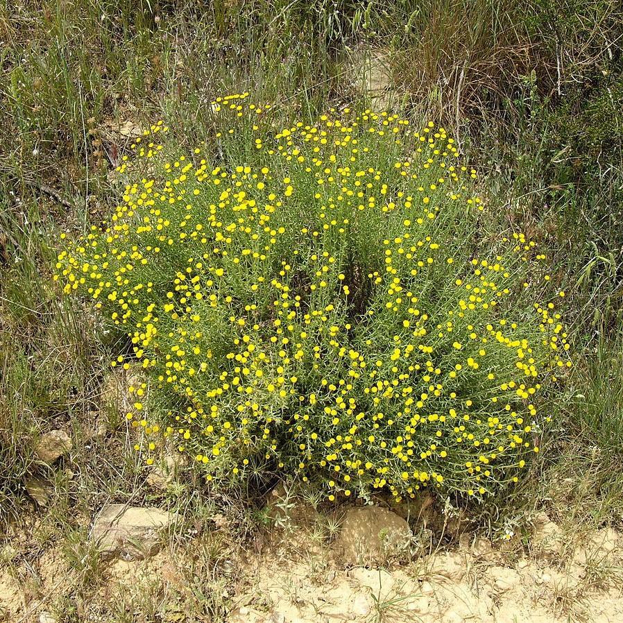 Santolina chamaecyparissus ~ Lavender Cotton-ServeScape