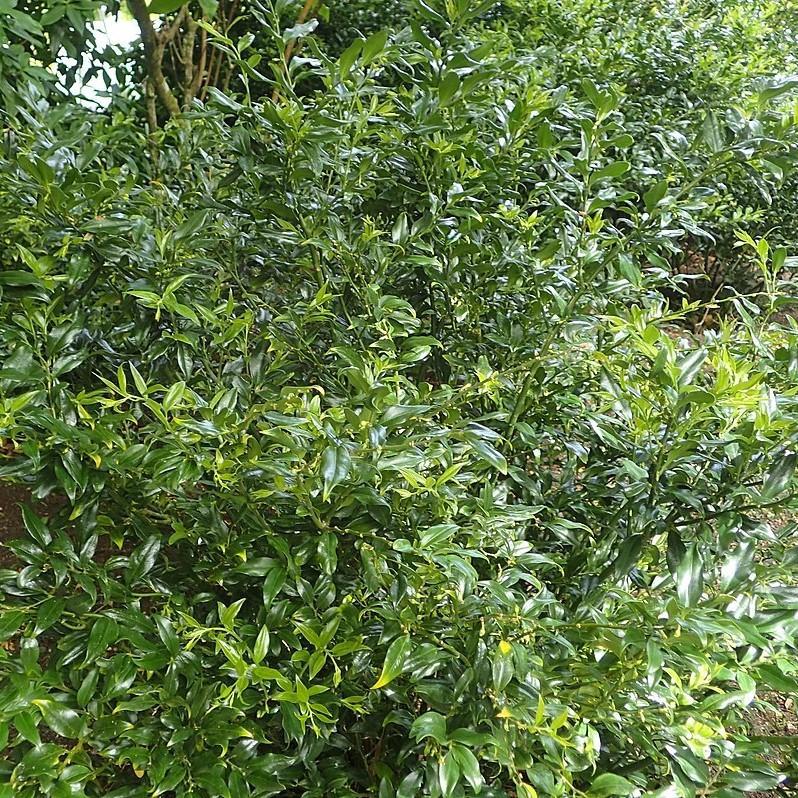 Sarcococca confusa ~ Sweetbox-ServeScape