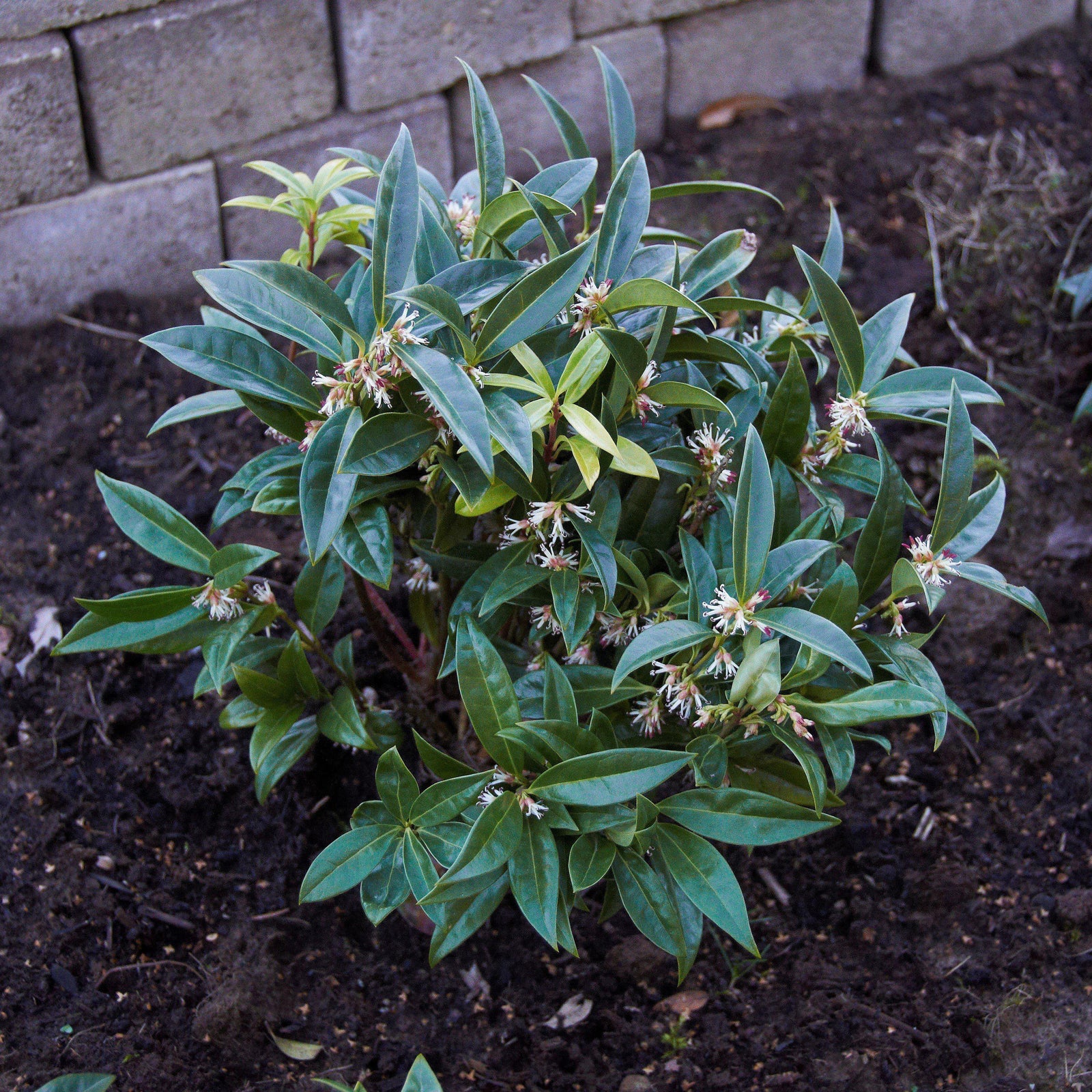 Sarcococca hookeriana var. humilis ~ Dwarf Sweetbox-ServeScape