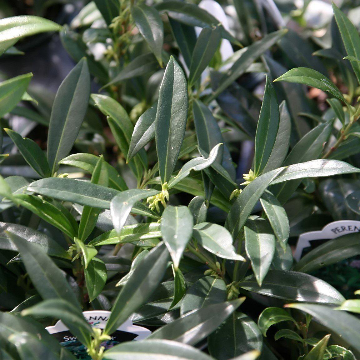 Sarcococca hookeriana var. humilis 'Sarsid1' ~ Fragrant Valley™ Dwarf Sweetbox-ServeScape