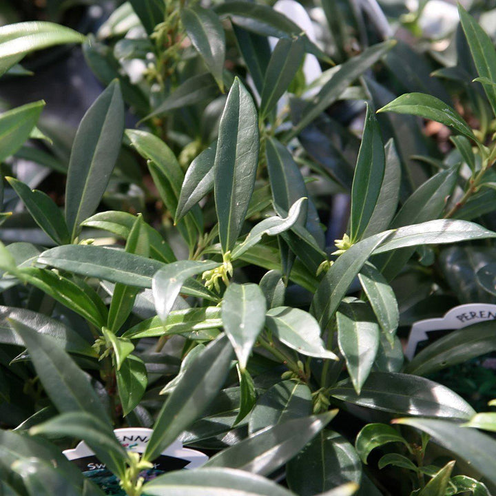 Sarcococca hookeriana var. humilis 'Sarsid1' ~ Fragrant Valley™ Dwarf Sweetbox-ServeScape