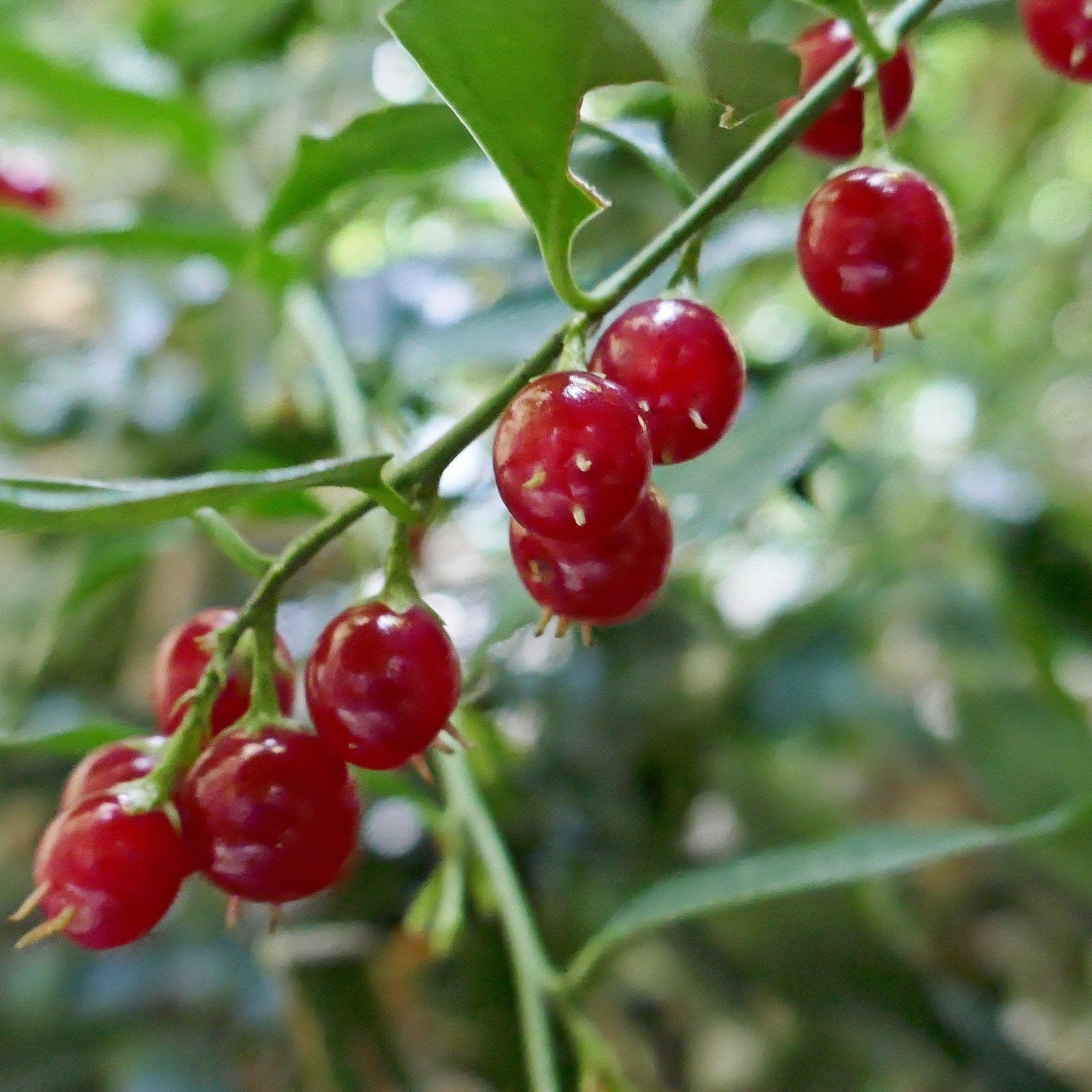 Sarcococca ruscifolia var. chinensis 'Dragon Gate' ~ Dragon Gate Sarcococca - Delivered By ServeScape