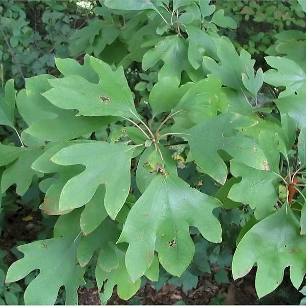 Sassafras albidum ~ Sassafras-ServeScape