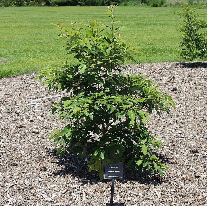 Sassafras albidum ~ Sassafras-ServeScape