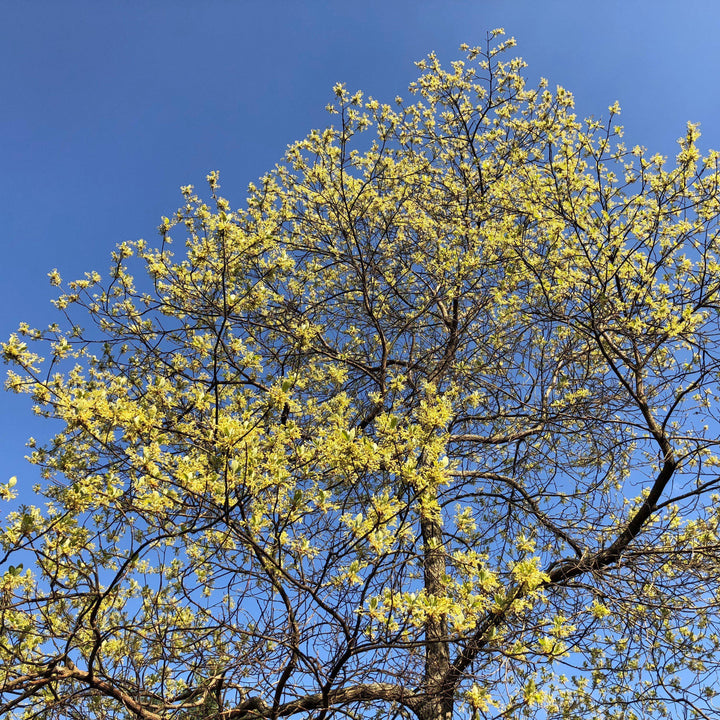 Sassafras albidum ~ Sassafras-ServeScape