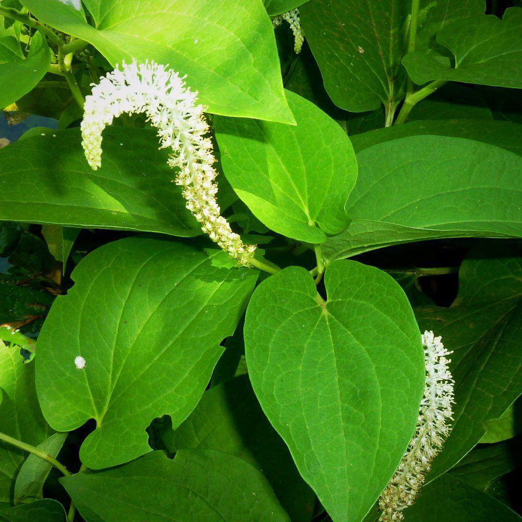 Saururus cernuus  ~ Lizard's tail - Delivered By ServeScape