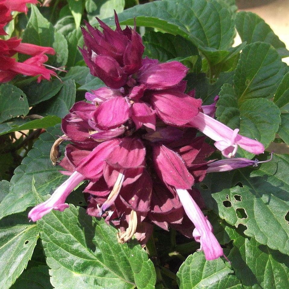 Salvia splendens 'PAS3289' ~ Vista™ Lavender Salvia-ServeScape