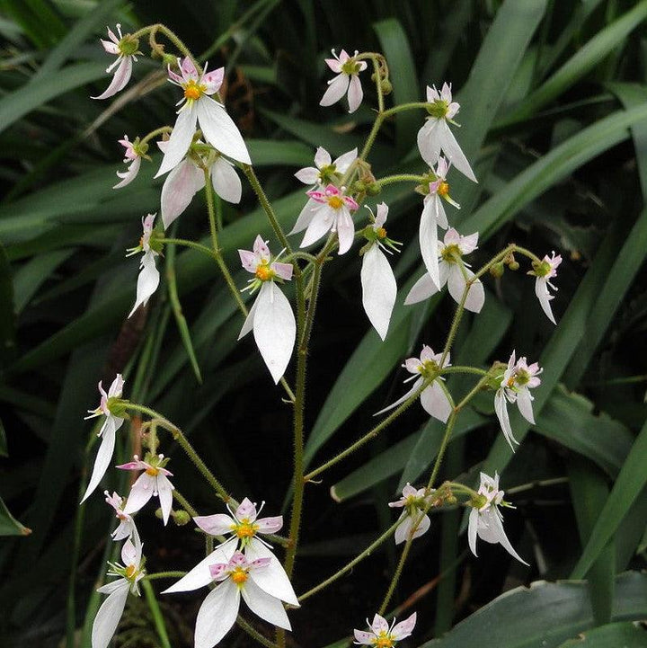 Saxifraga stolonifera ~ Strawberry Begonia-ServeScape