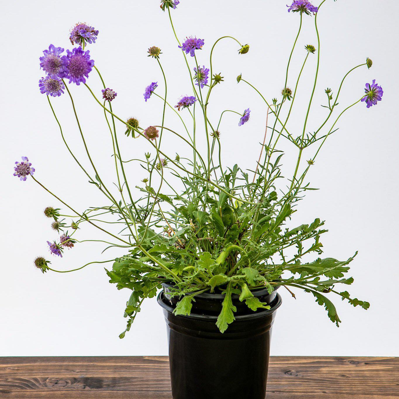 Scabiosa columbaria 'Butterfly Blue' ~  Butterfly Blue Pincushion Flower - Delivered By ServeScape