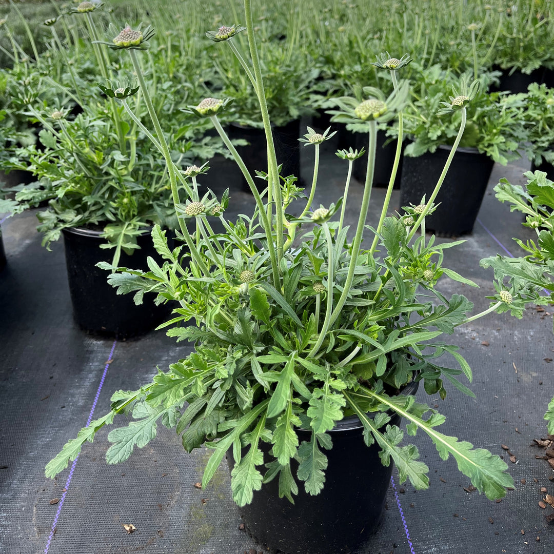 Scabiosa columbaria 'Butterfly Blue' ~ Butterfly Blue Pincushion Flower-ServeScape