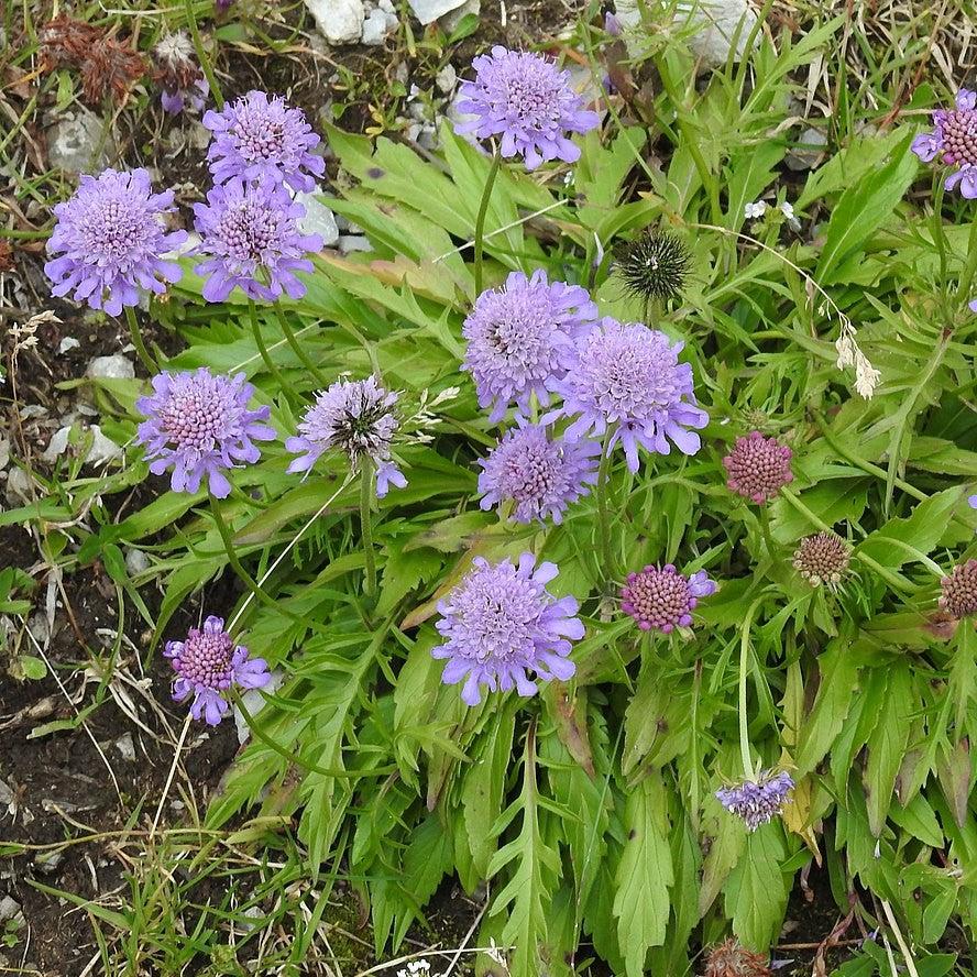 Scabiosa columbaria 'Balfluttdelu' ~ Flutter® Deep Blue Pincushion Flower-ServeScape