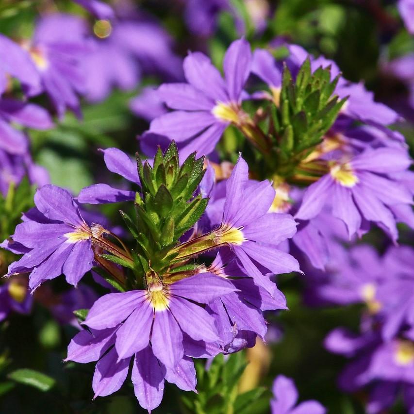 Scaevola 'Brilliant Blue' ~ Brilliant Blue Fan Flower-ServeScape