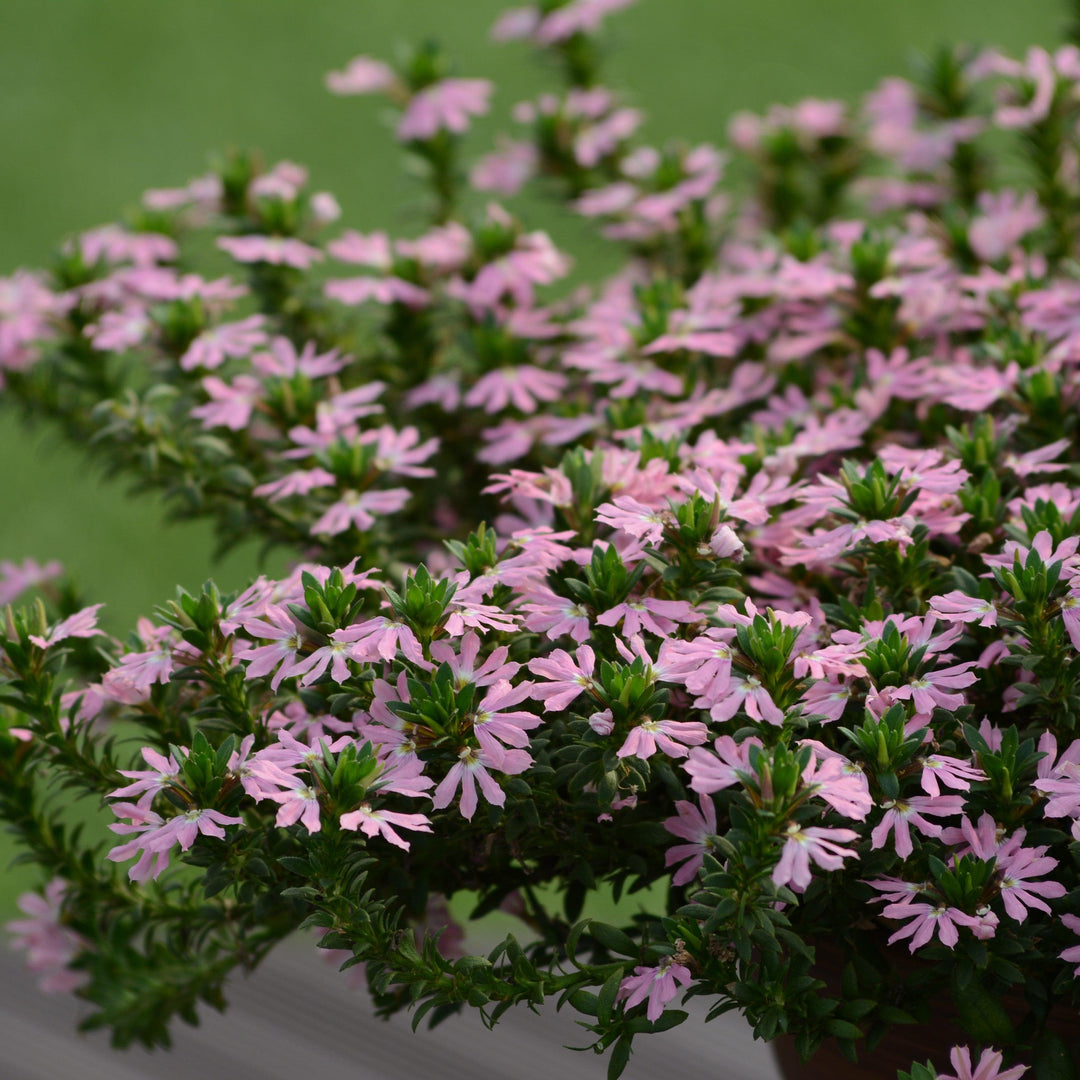 Scaevola 'Surdiva Classic Pink' ~ SURDIVA® Classic Pink Fan Flower-ServeScape