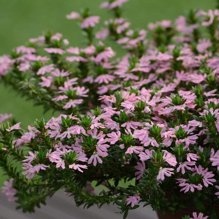 Scaevola 'Surdiva Classic Pink' ~ SURDIVA® Classic Pink Fan Flower-ServeScape