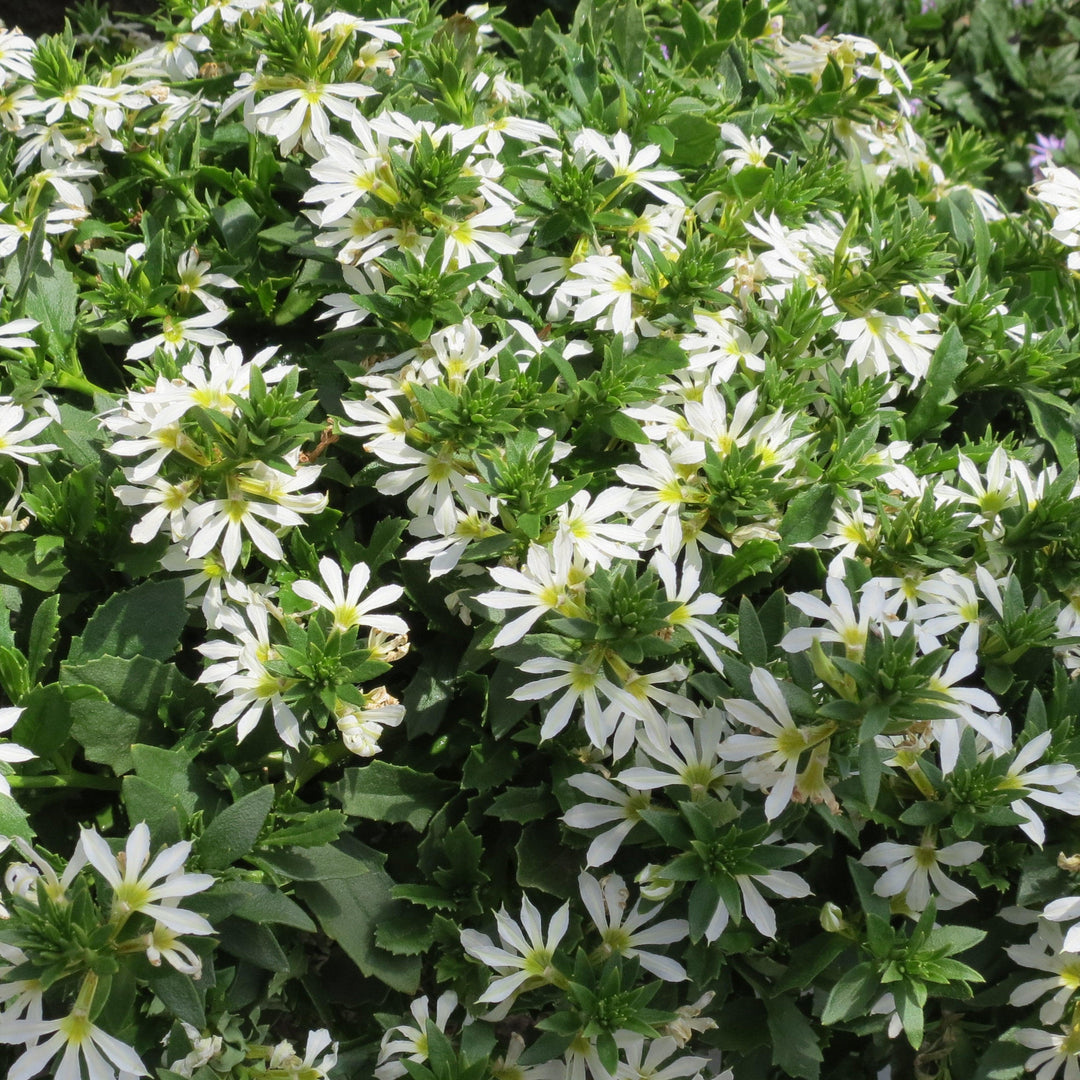 Scaevola 'Surdiva White' ~ SURDIVA® White Fan Flower-ServeScape