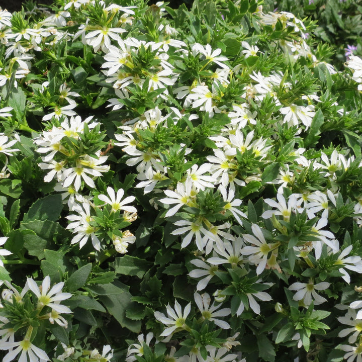 Scaevola 'Surdiva White' ~ SURDIVA® White Fan Flower-ServeScape