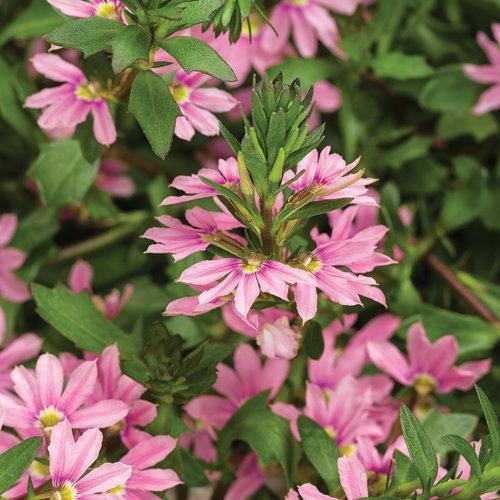 Scaevola aemula 'DSCAVPIBLS'~ Whirlwind® Pink Fan Flower-ServeScape