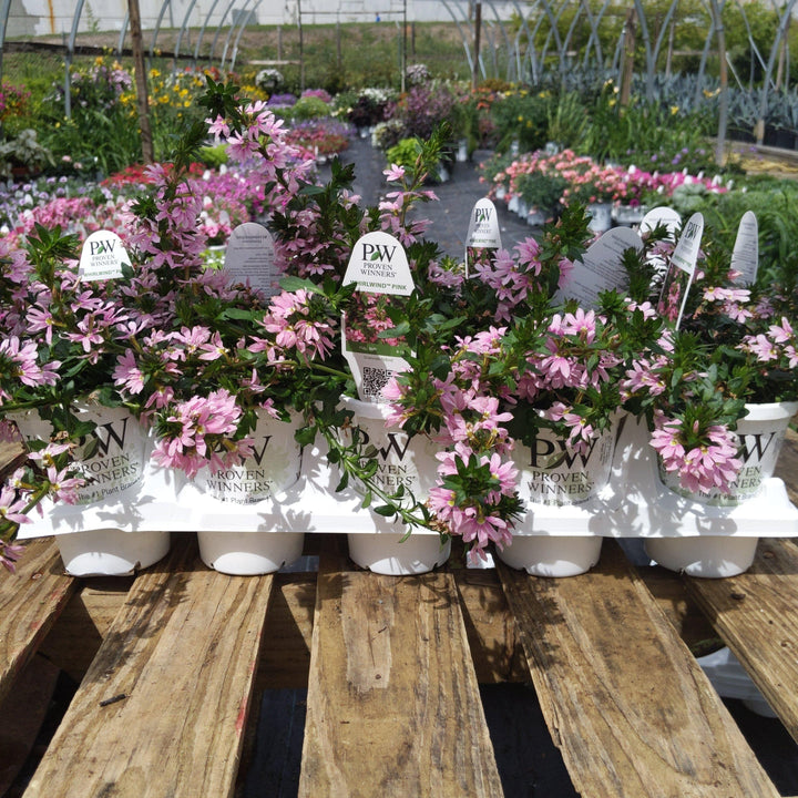 Scaevola hybrid ~ Whirlwind Pink Fan Flower - Delivered By ServeScape