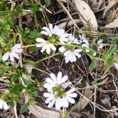 Scaevola aemula 'Scala White' ~ Scala White Fan Flower-ServeScape