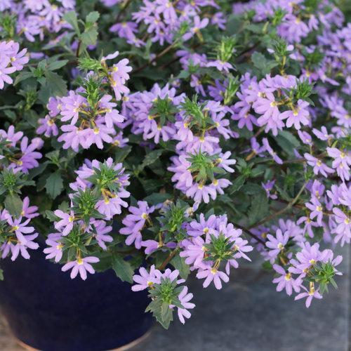 Scaevola hybrid ‘whirlwind blue’ ~ Fan Flower-ServeScape