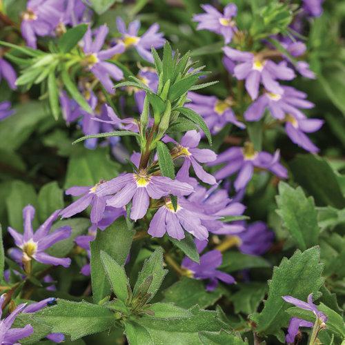 Scaevola hybrid ‘whirlwind blue’ ~ Fan Flower-ServeScape