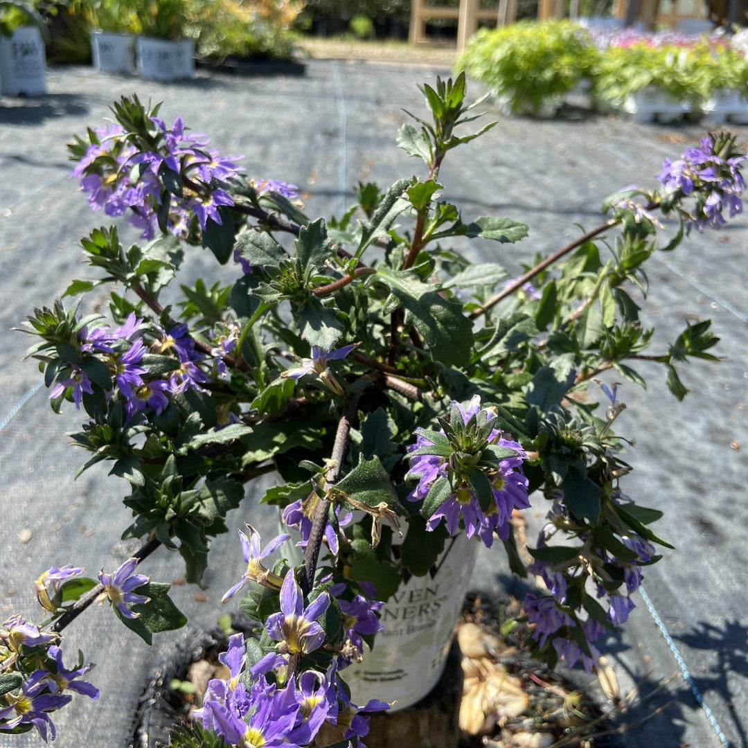 Scaevola hybrid ‘whirlwind blue’ ~ Fan Flower - Delivered By ServeScape