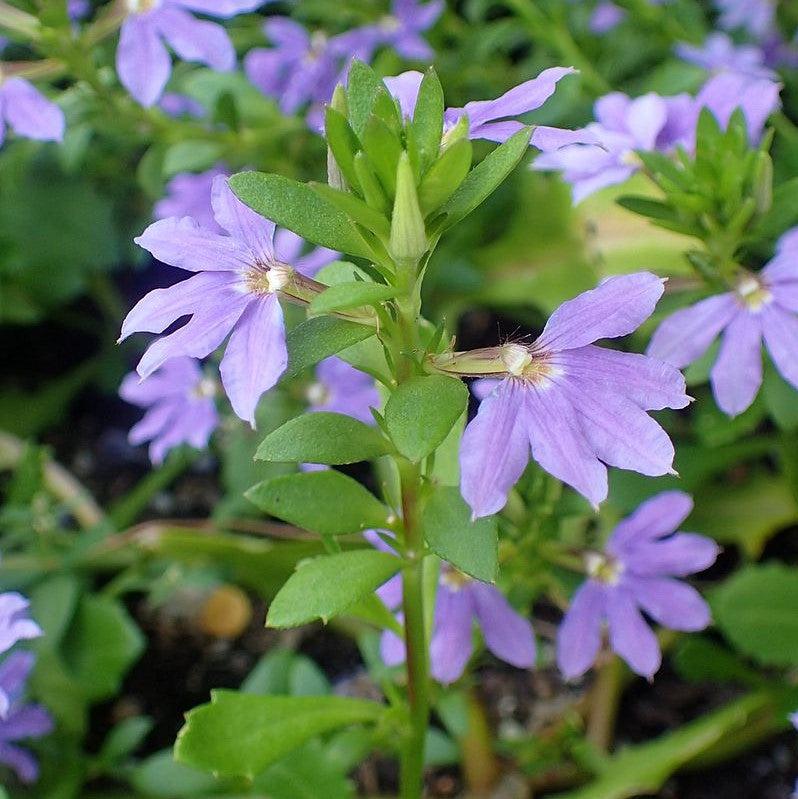 Scaevola aemula 'Saphira Blue' ~ Saphira Blue Fan Flower-ServeScape