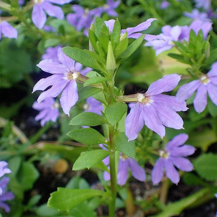 Scaevola aemula 'Saphira Blue' ~ Saphira Blue Fan Flower-ServeScape
