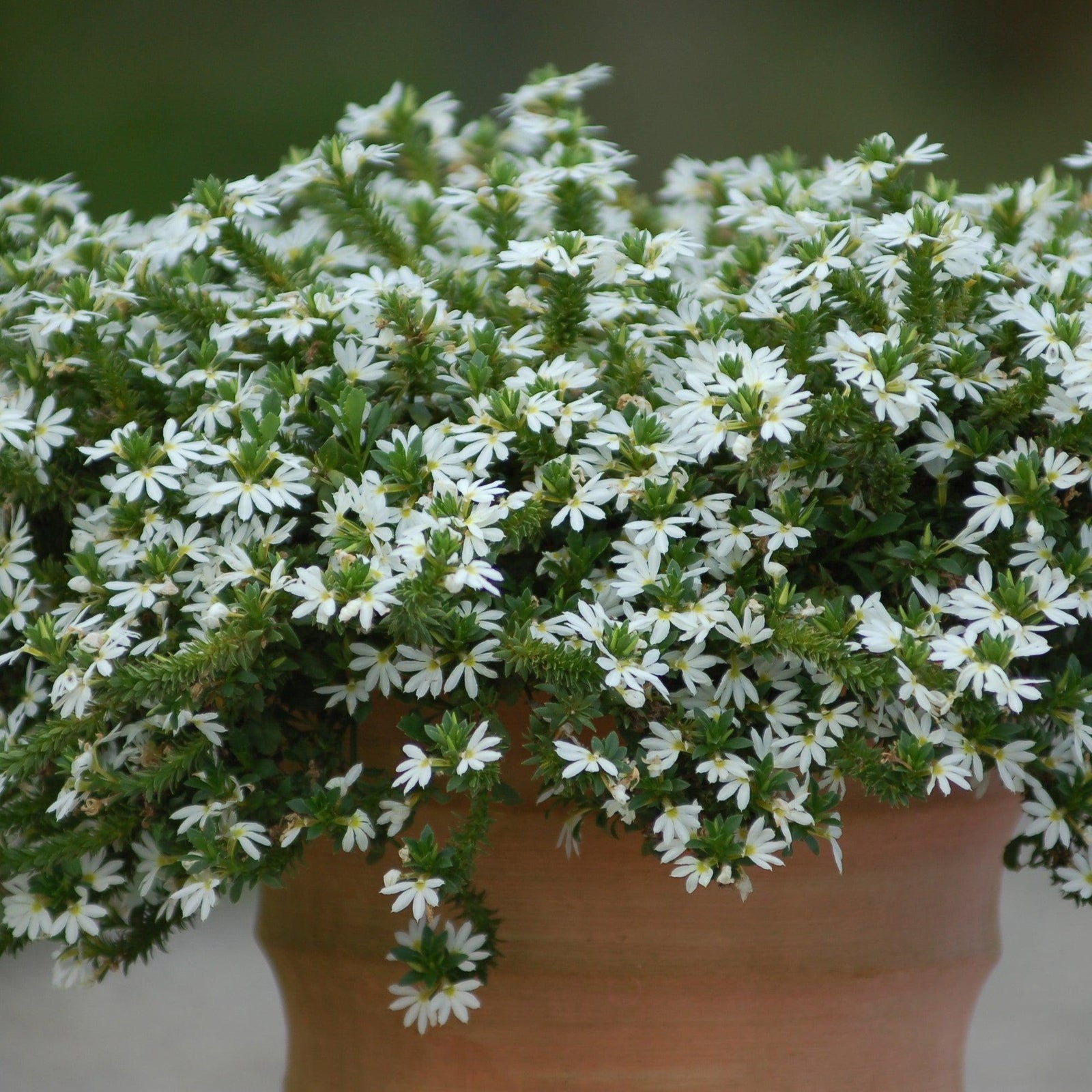 Scaevola 'Surdiva White' ~ SURDIVA® White Fan Flower-ServeScape