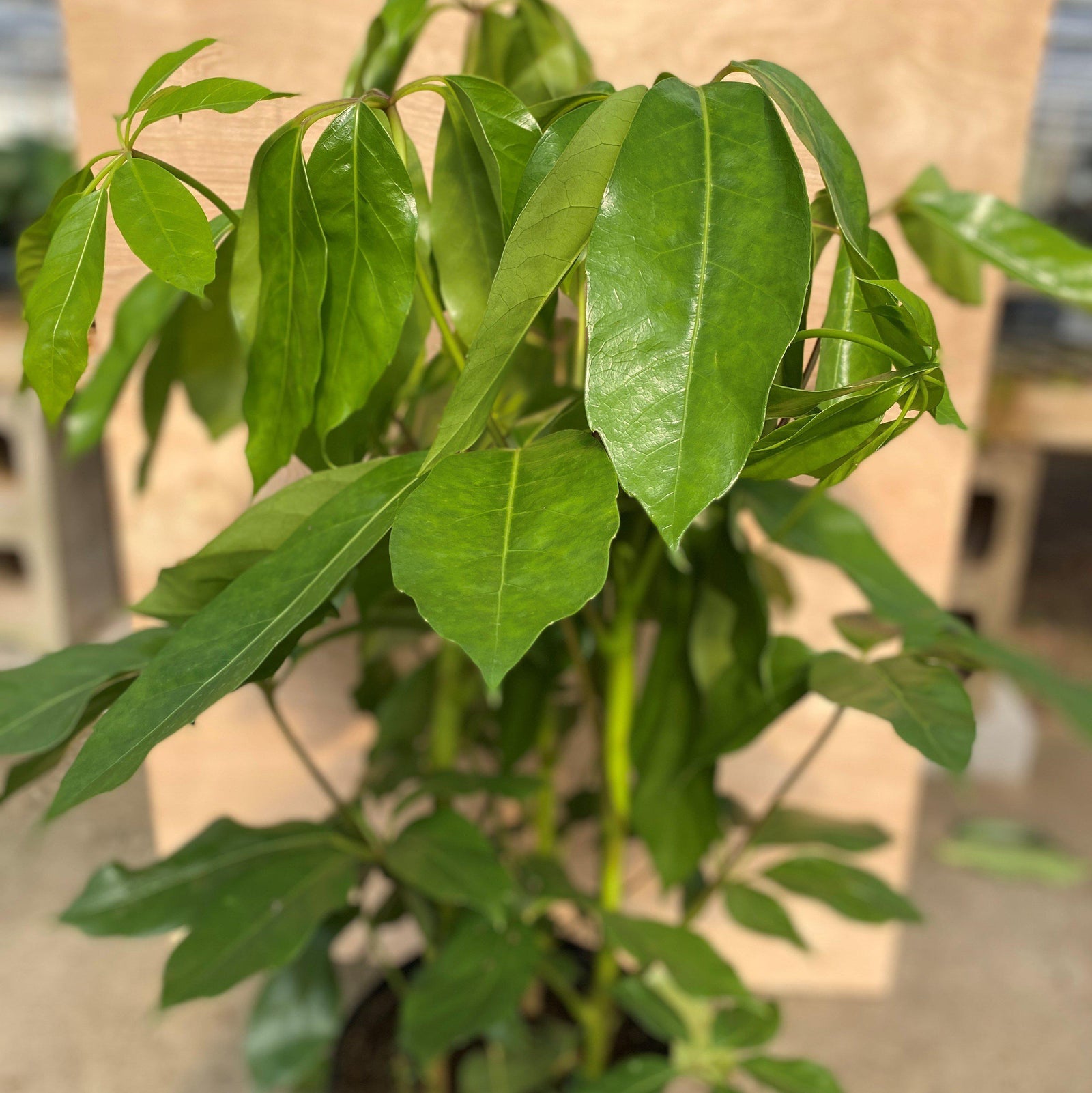 Schefflera actinophylla 'Amate' ~ Amate Umbrella Plant-ServeScape