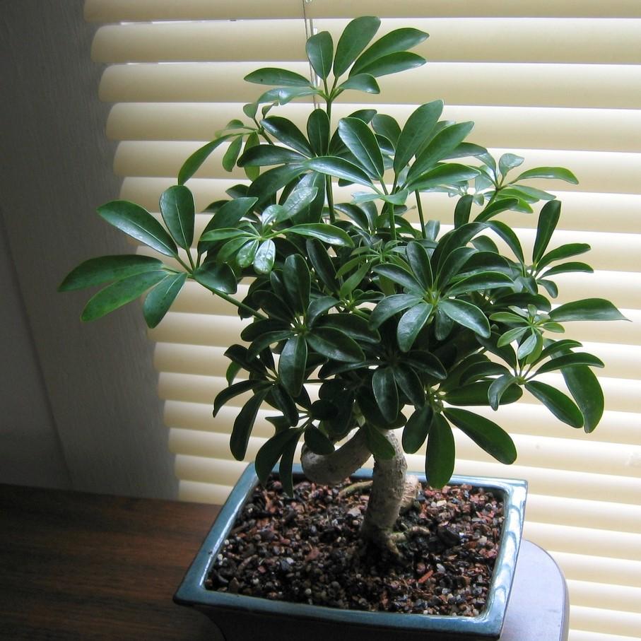 Schefflera arboricola ~ Dwarf Umbrella Plant-ServeScape