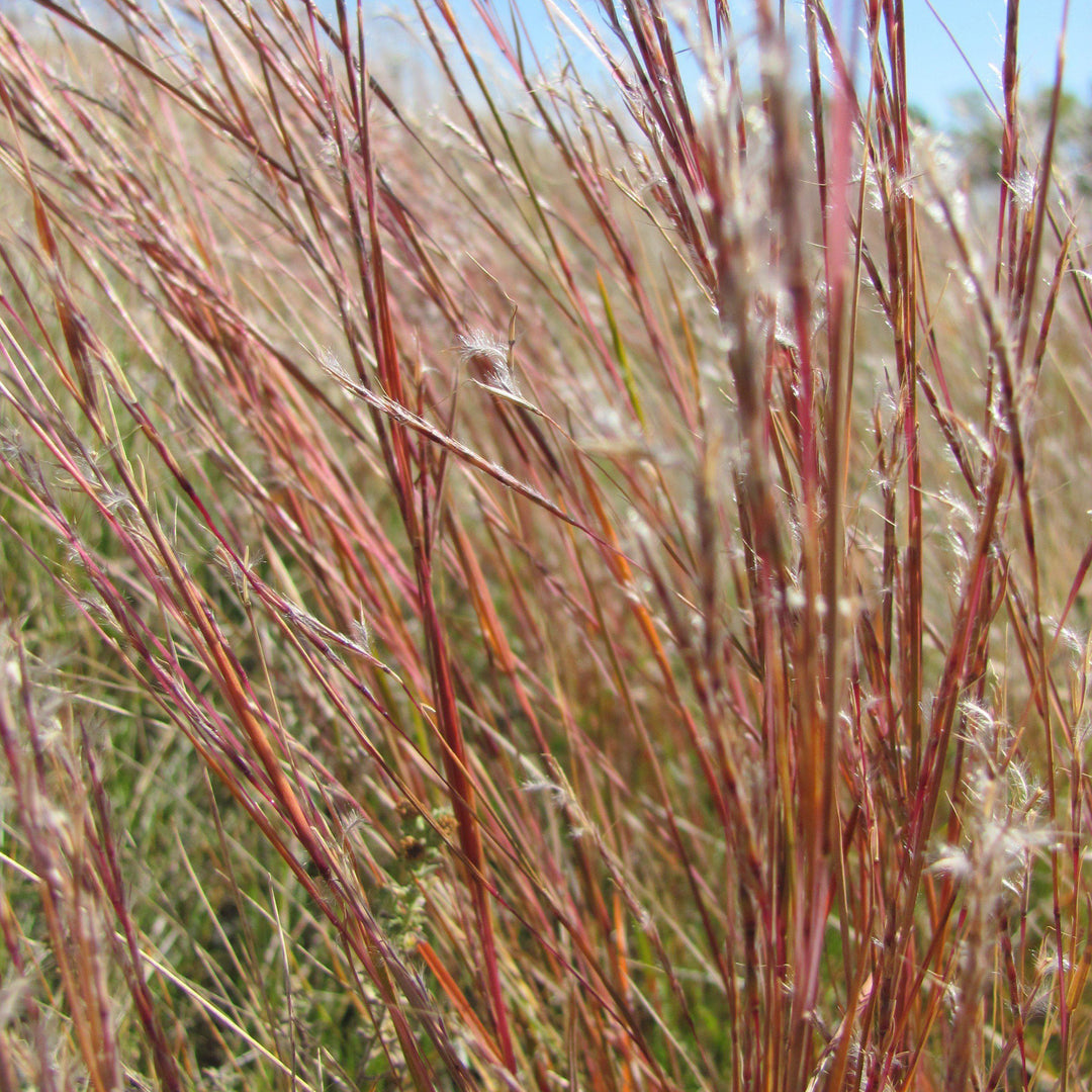 Schizachyrium scoparium 'Blaze'  ~ Blaze Little Bluestem - Delivered By ServeScape