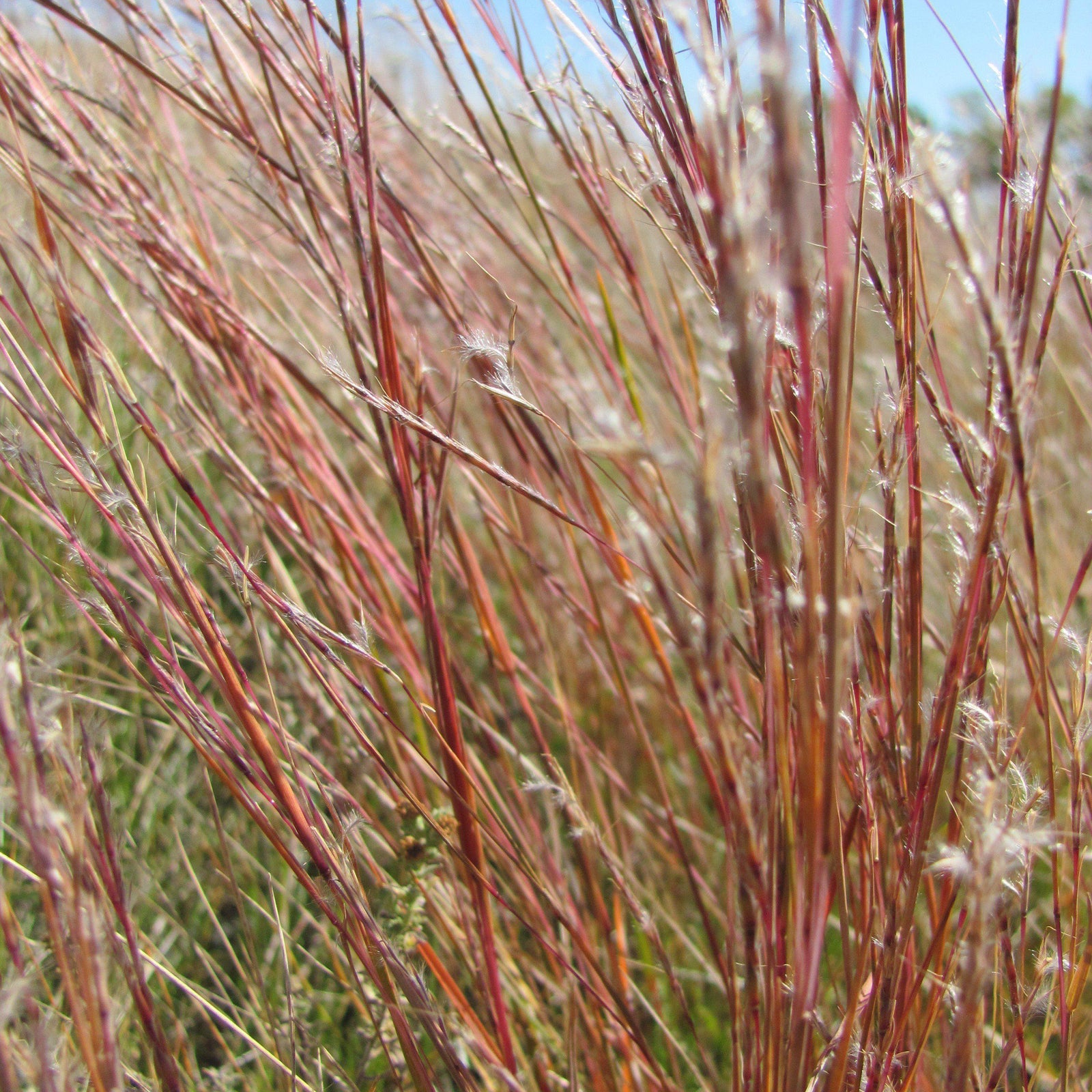 Schizachyrium scoparium 'Blaze' ~ Blaze Little Bluestem - Delivered By ServeScape